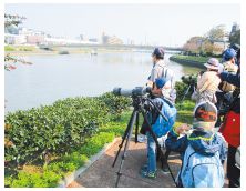 室見川河畔で野鳥や草花を観察している写真
