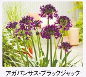 アガパンサス・ブラックジャック