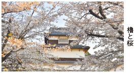 櫓と桜