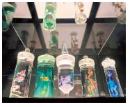 赤や青で染められた、さまざまな生物の立体的な透明標本