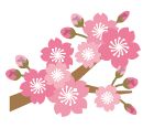 桜のイラスト