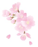 桜のイラスト