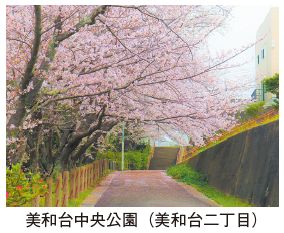 美和台中央公園（美和台二丁目）の桜の写真