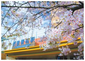 西鉄香椎駅周辺（香椎駅前二丁目）の桜の写真