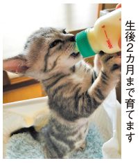 子猫の哺乳写真(生後2カ月まで育てます)