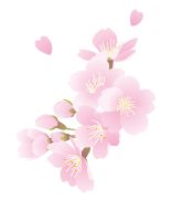 桜のイラスト