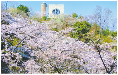 油山市民の森エリアの桜の写真