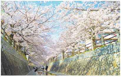 一本松川沿いの桜並木の写真