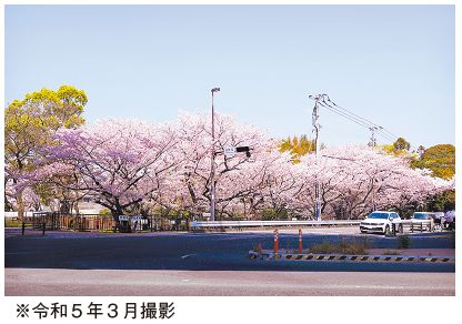 令和5年3月に撮影　桧原桜公園の桜の写真