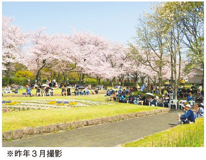 昨年3月撮影　花畑園芸公園の桜の写真