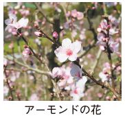 アーモンドの花の写真