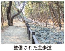 整備された遊歩道の写真
