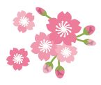 桜のイラスト