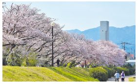 室見川河畔公園の桜並木の写真