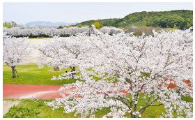 重冨中央公園の展望台所から見渡せる桜の写真