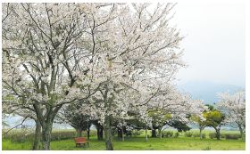 脇山中央公園に桜が咲き誇っている写真