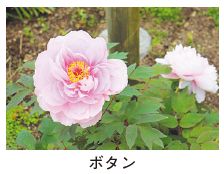 ボタンの写真