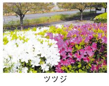 ツツジの写真