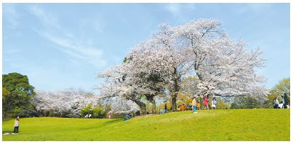 西南杜の湖畔公園の芝生広場に桜が咲いている写真