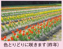 昨年のチューリップ畑の写真（色とりどりに咲きます）