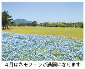 芝生広場の写真(4月はネモフィラが満開になります)