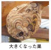大きくなった巣の写真