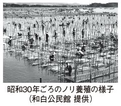 昭和30年ごろのノリ養殖の様子写真(和白公民館 提供)