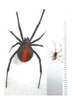 セアカゴケグモの雌(左)と雄(右)の写真