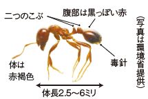 ヒアリ