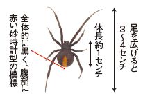 セアカゴケグモ