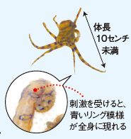 ヒョウモンダコ
