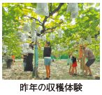 昨年の収穫体験