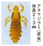 アタマジラミ(成虫)体長2から3㎜の写真