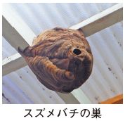 スズメバチの巣の写真
