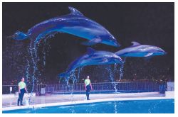 イルカショー