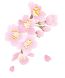 桜の画像