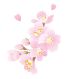 桜の画像