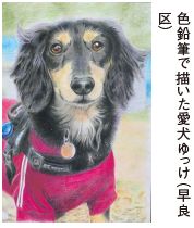 色鉛筆で描いた愛犬ゆっけ（早良 区）