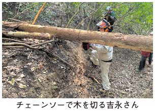 チェンソーで木を切る吉永さんの写真