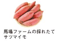馬場ファームの採れたてサツマイモの写真