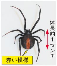 セアカゴケグモの成虫の写真(赤い模様、体長約1センチ)