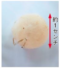 セアカゴケグモの卵のう(約1センチ)の写真
