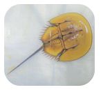 生きた化の「カブトガニ」の写真