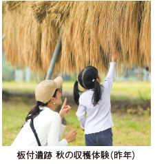 板付遺跡 秋の収穫体験（昨年）
