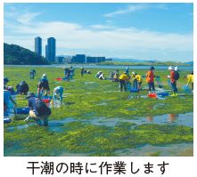 和白干潟の掃除写真(干潮の時に作業します)