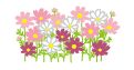 コスモスのイラスト