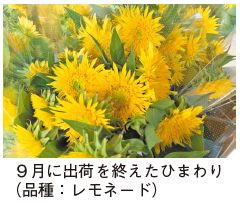 9月に出荷を終えたひまわり(品種：レモネード)の写真