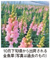 10月下旬頃から出荷される金魚草の写真(写真は過去のもの)