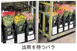 出荷を待つバラの写真