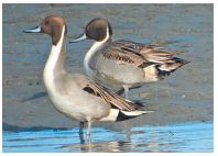 オナガガモの写真